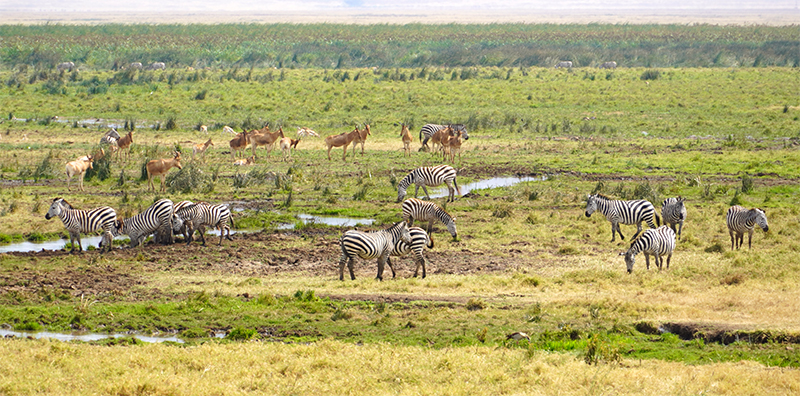 Ngorongoro, zebre ispaša